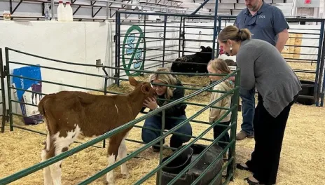 Kiddie Days Cow