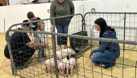 Kiddie Days Piglets