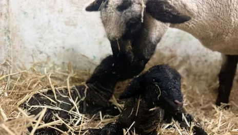 Sheep 1
