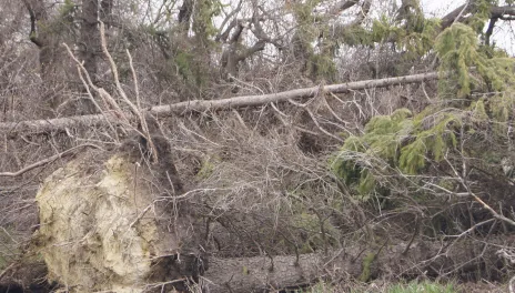 A pine tree uprooted from a summer storm