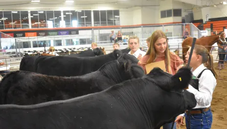 two young women showcasing black angus in an arena