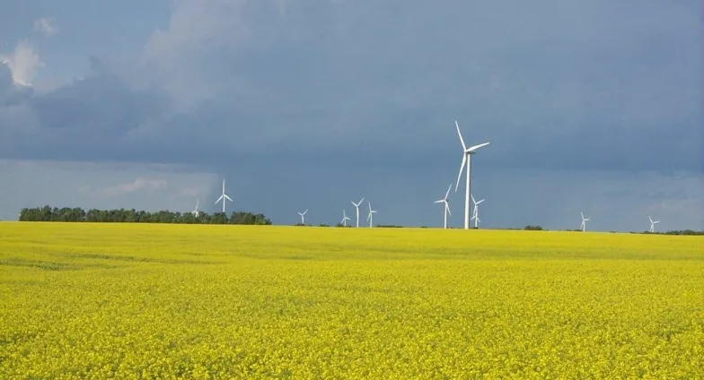 Canola field with two wind towers in the background