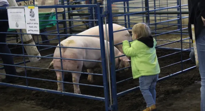 Boy playing with pigs in a pen
