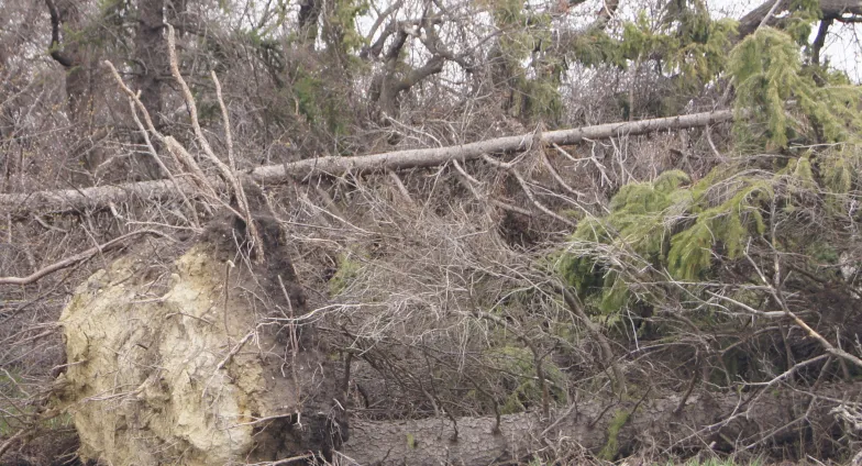A pine tree uprooted from a summer storm