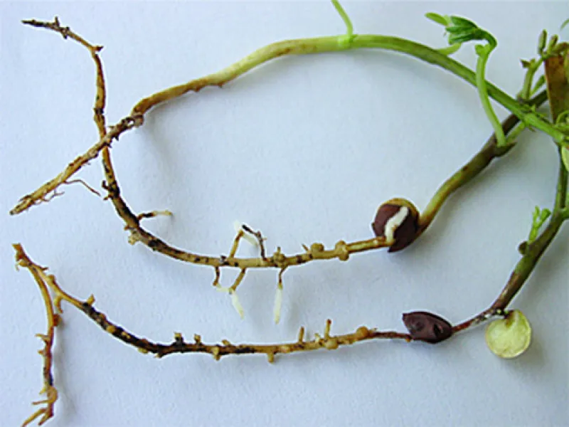 FIGURE 1 – Brown/black discoloration and pruning of lateral and tap roots by Pythium irregulare