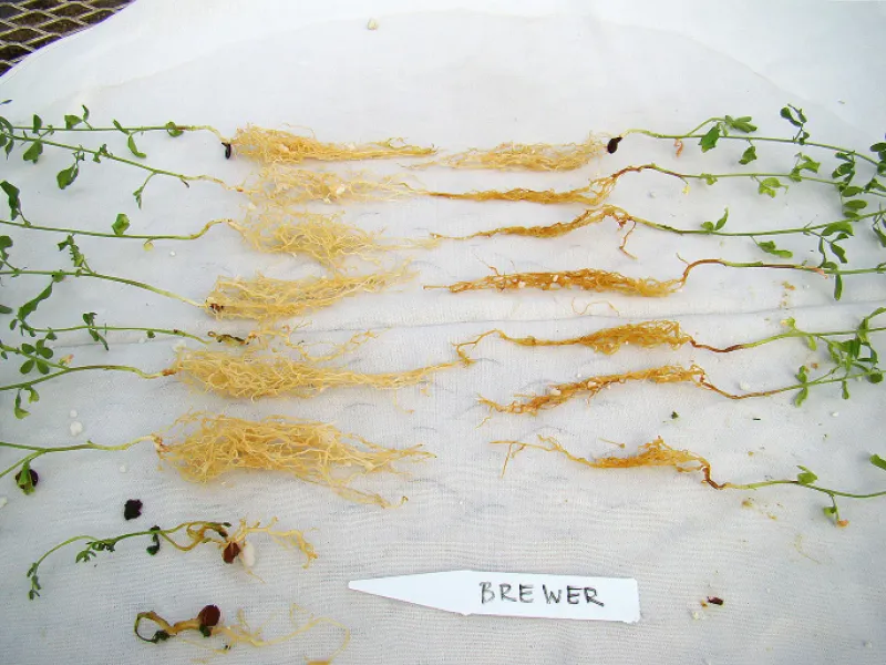 FIGURE 1 – Infected roots with caramel-brown root rot (R), compared with healthy roots (L)