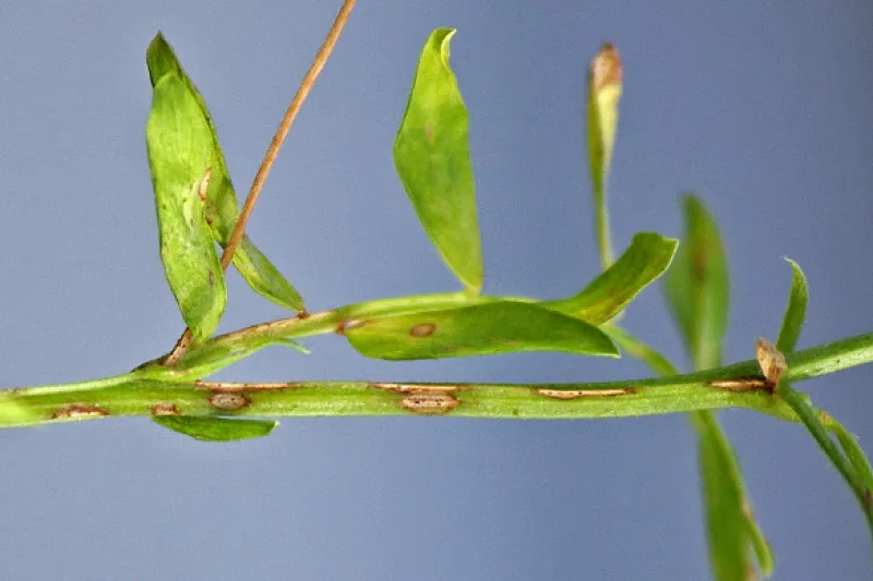 FIGURE 2 – Mid-canopy Ascochyta blight lesions