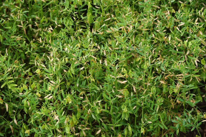 FIGURE 1b – Tan to light brown lesions at disease onset