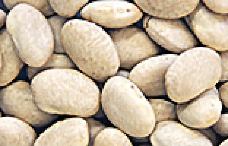 Great Northern beans