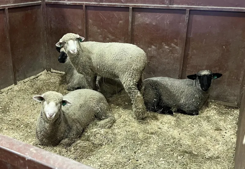Sheep
