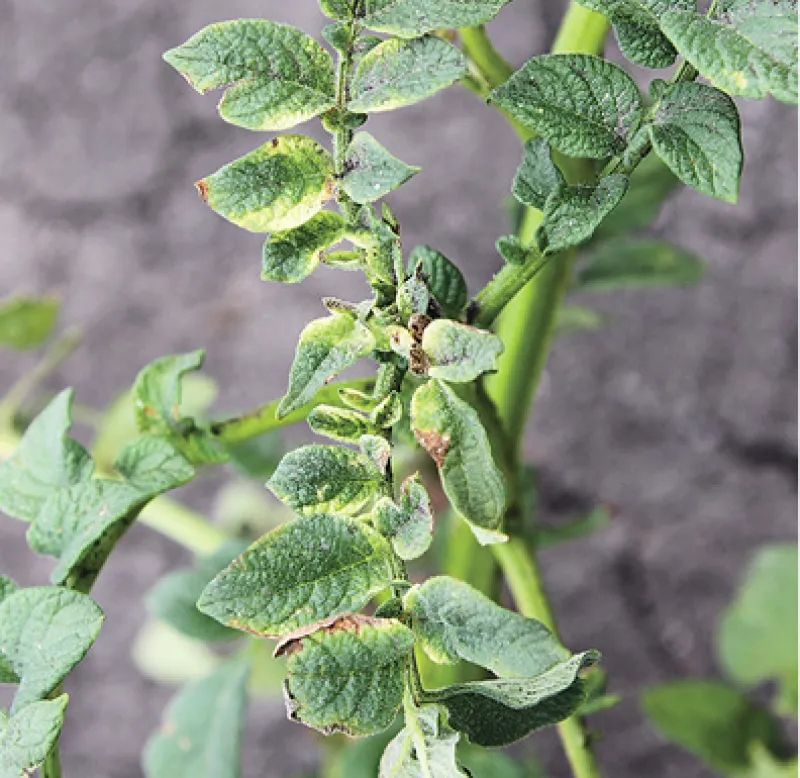 Glyphosate