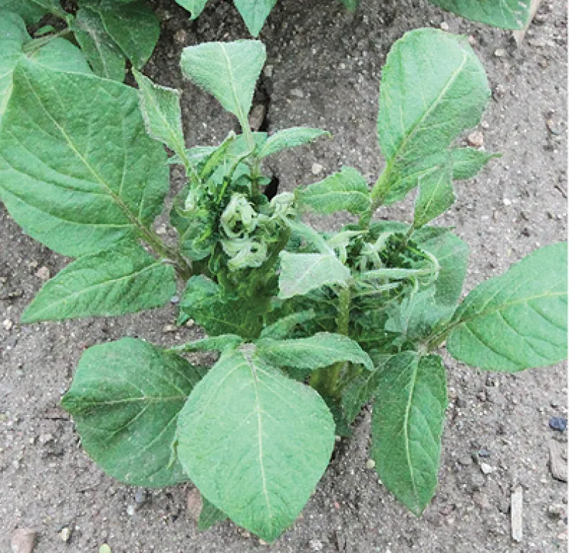 Synthetic Auxin