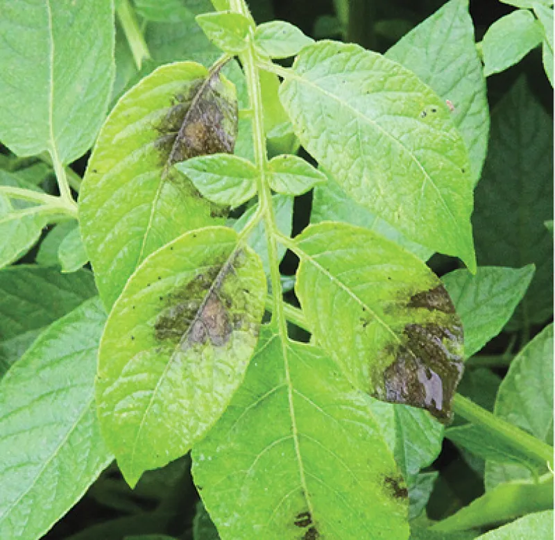 Late Blight