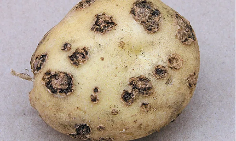 Common Scab