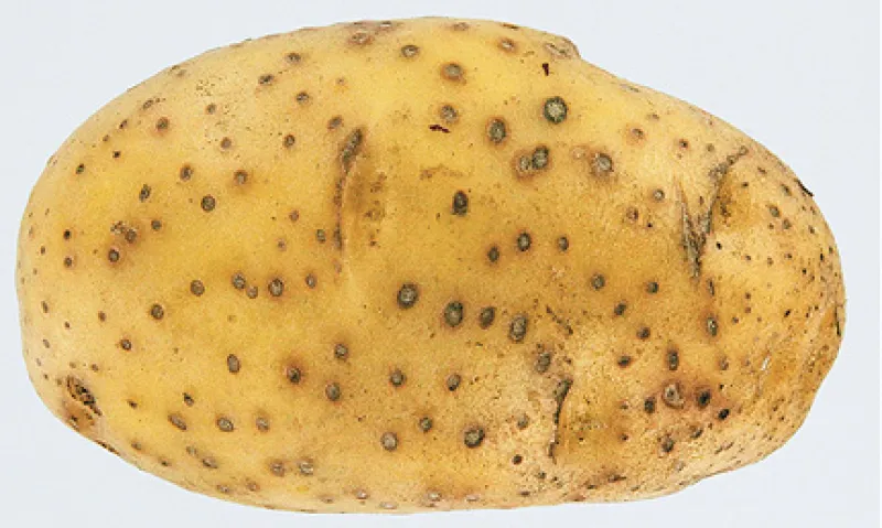 Lenticel Spot