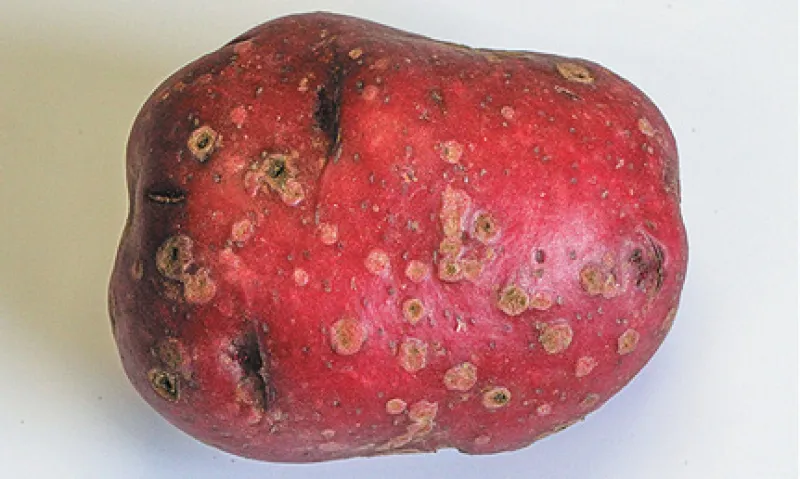 Powdery Scab