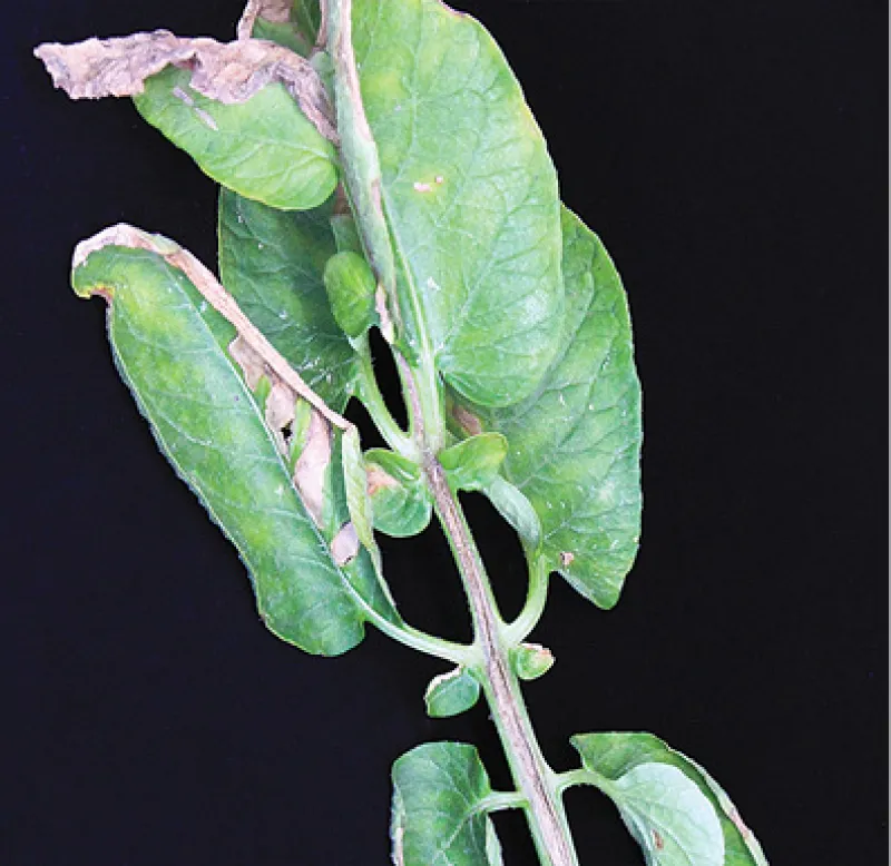 Dickeya