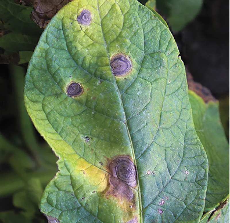 Early Blight