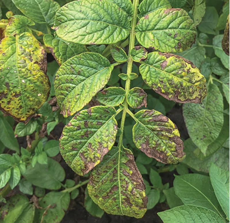 Potassium Deficiency