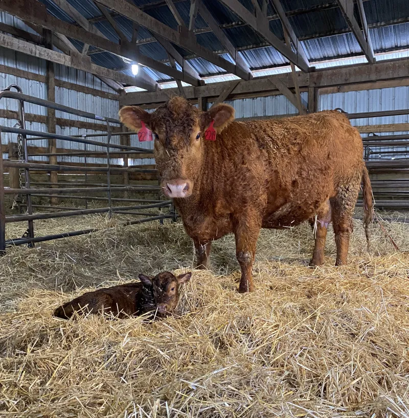 Inside a barn, a young red calf lays on straw next to a standing red cow.