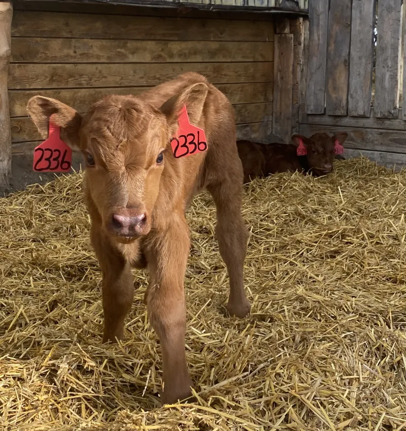 A red calf stands on straw inside a barn