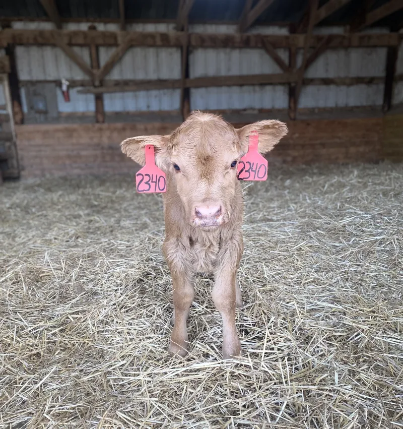 A light brown calf stands on straw inside a barn.