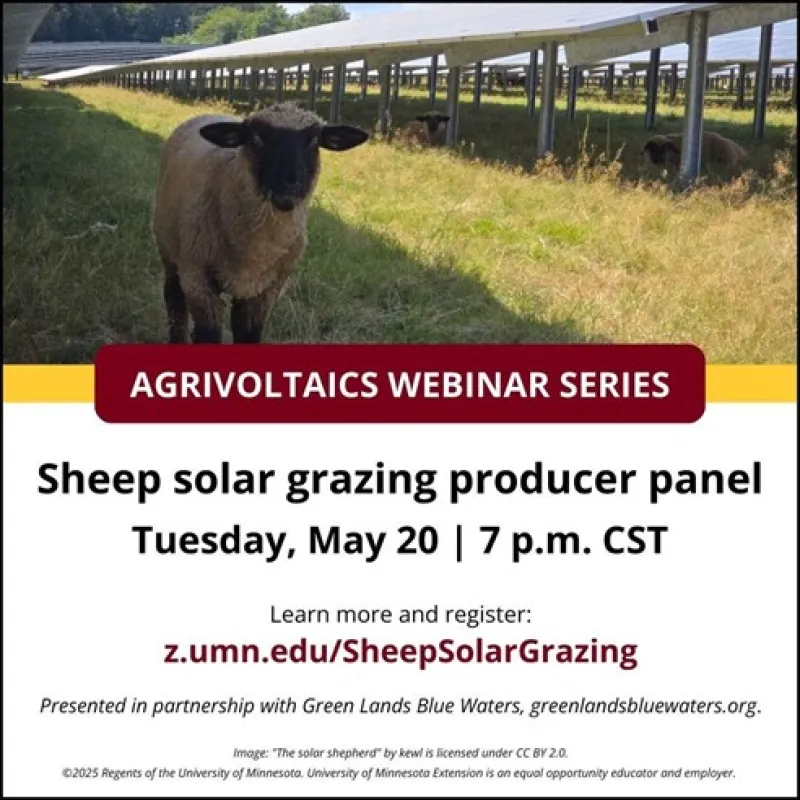 Sheep solar grazing