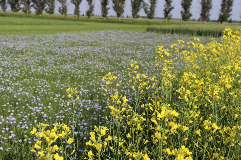 research fields of canola and flax