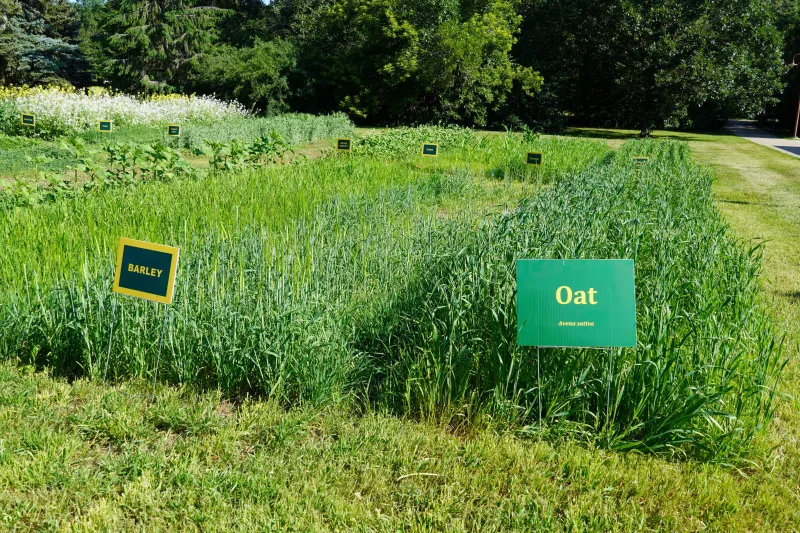 Oat and Barley research plots at DREC
