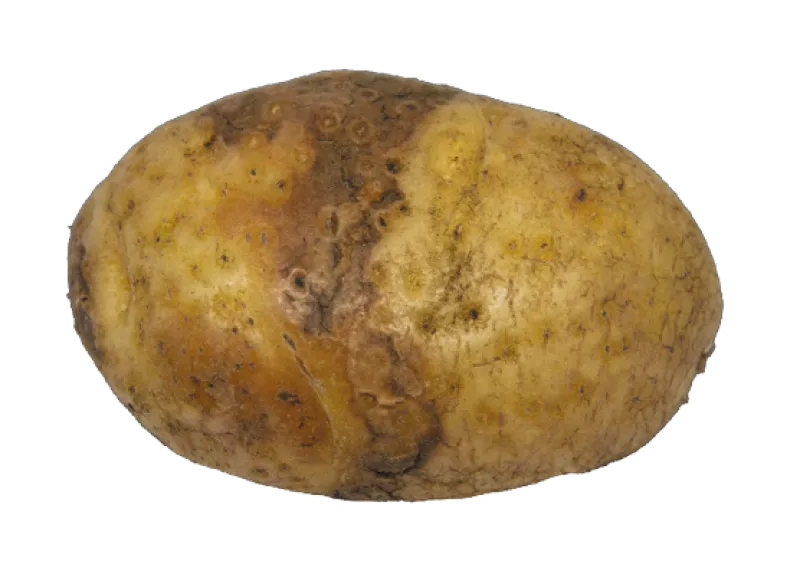 Figure 13