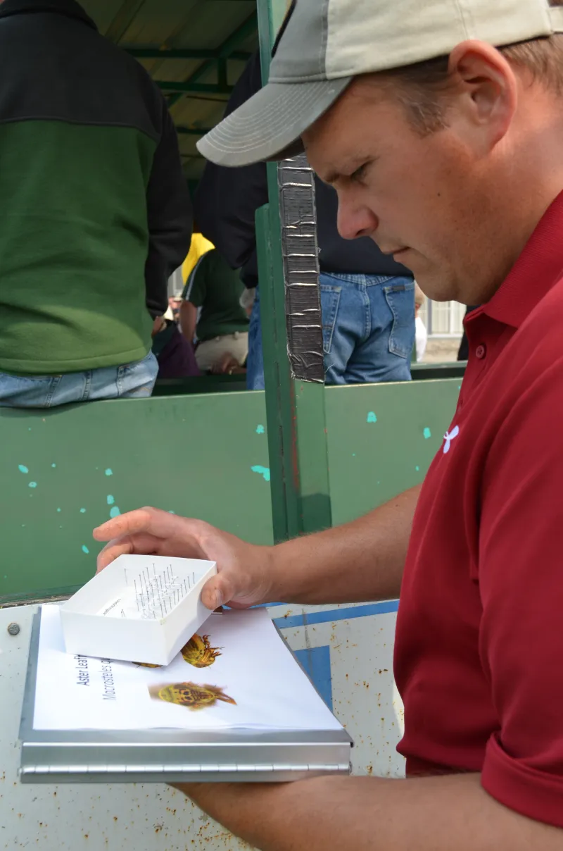 Man examines insects