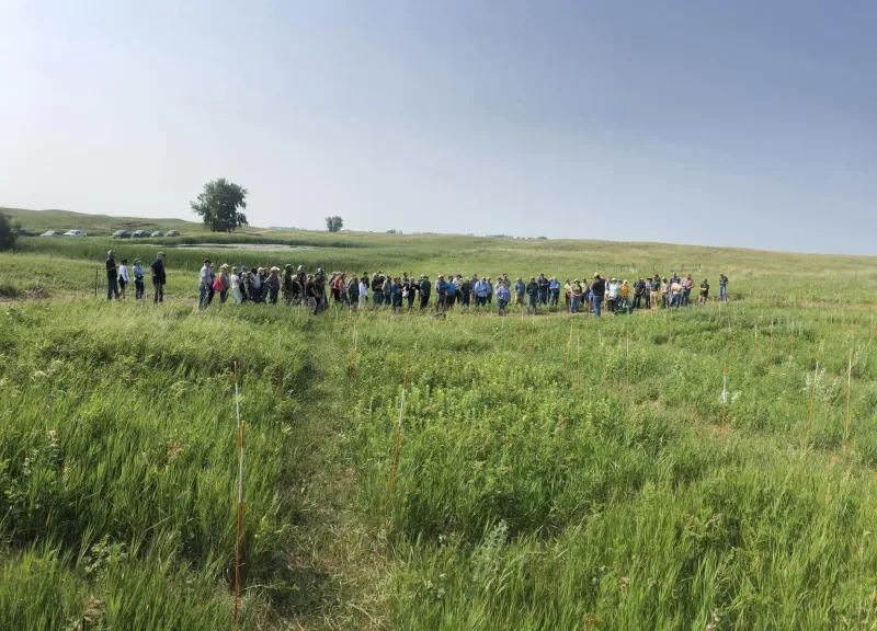 people observing a grassy field
