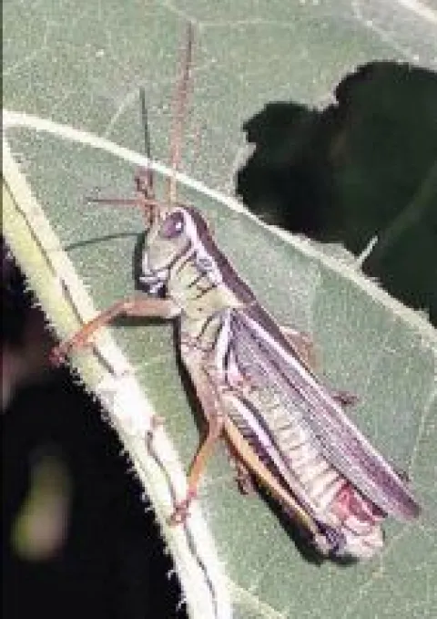 Figure 29