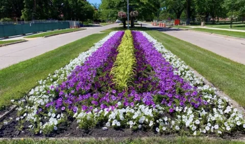 Sheep Flower Garden