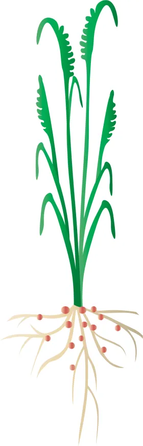 Plant with Root Microbiome