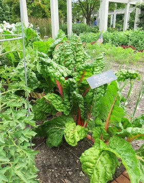Swiss chard with its colorful stems.