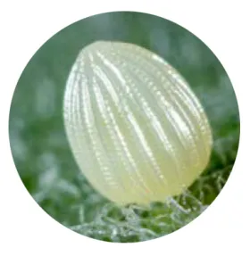 Egg Stage