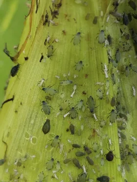 Figure 11. Corn aphids and bird cherry-oat aphids, nymphs and adults 