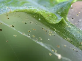 Figure 15. Webbing from twospotted spider mites